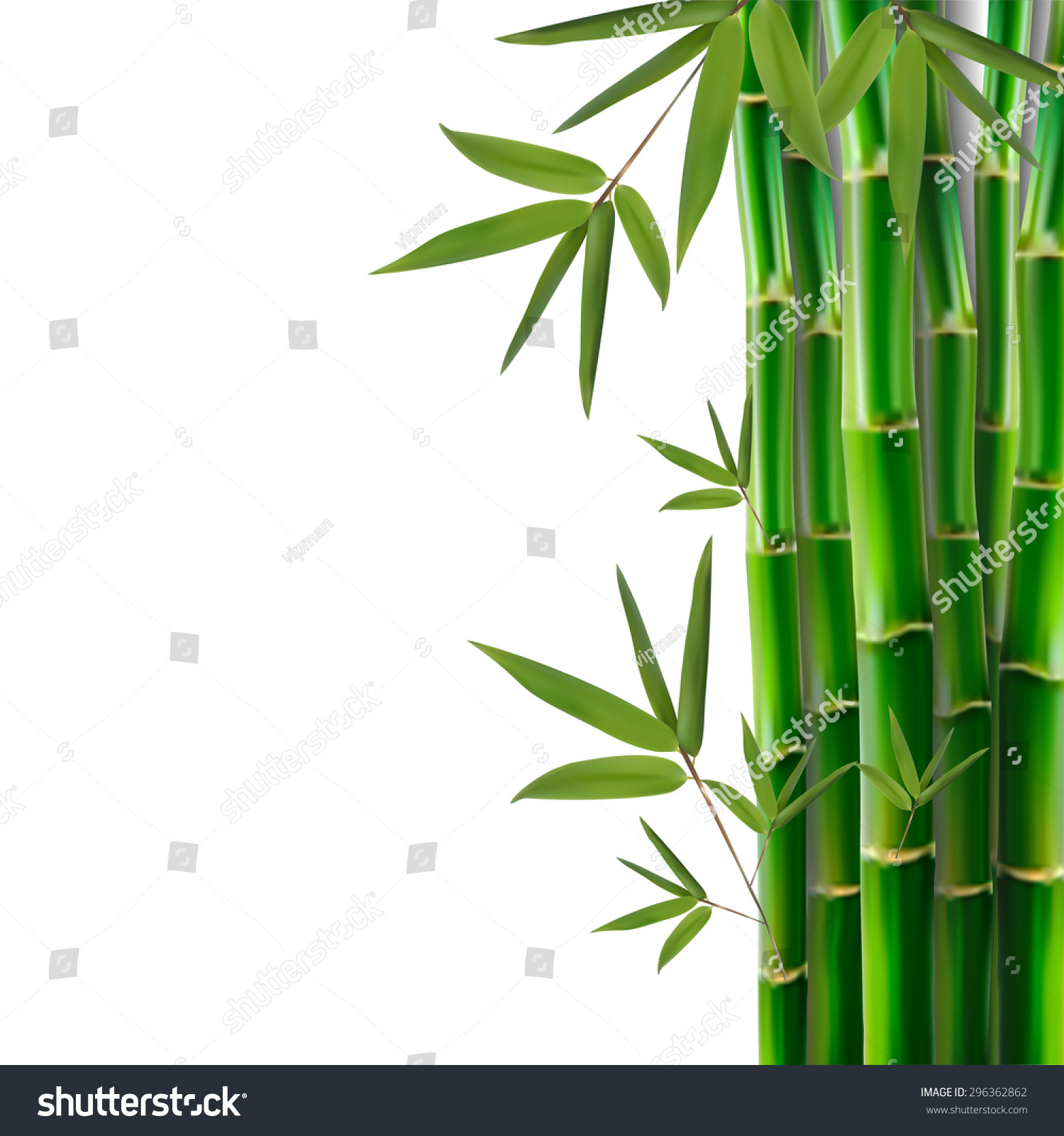 Bamboovector Illustration Stock Vector 296362862 - Shutterstock