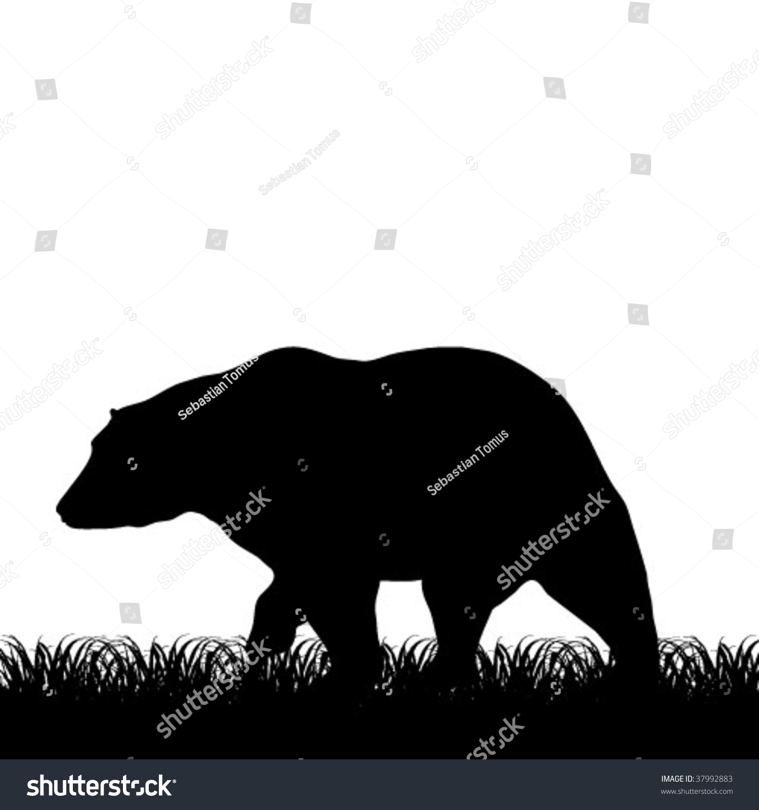 Bear Silhouette Isolated On White Background Stock Vector 37992883