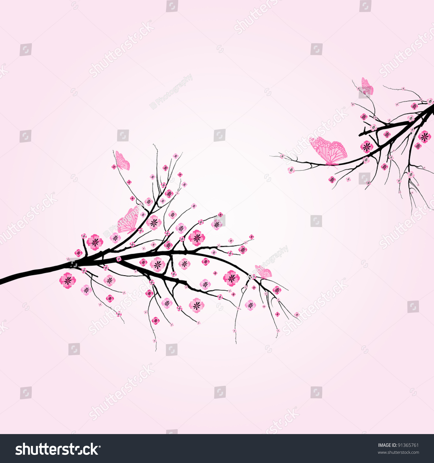 Beautiful Blossom Cherry And Butterfly Isolated On Pink Background 