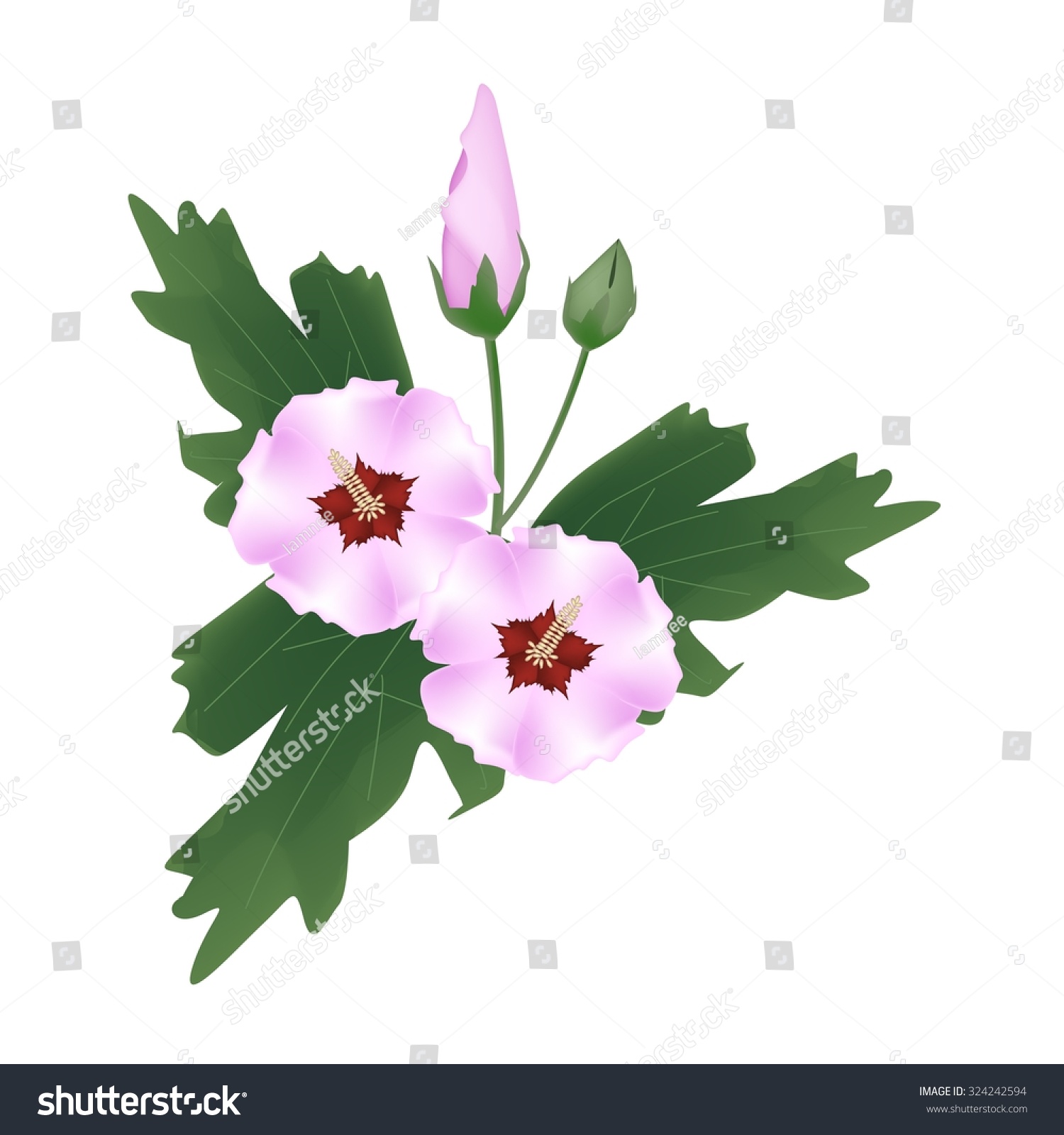 clipart rose of sharon - photo #50