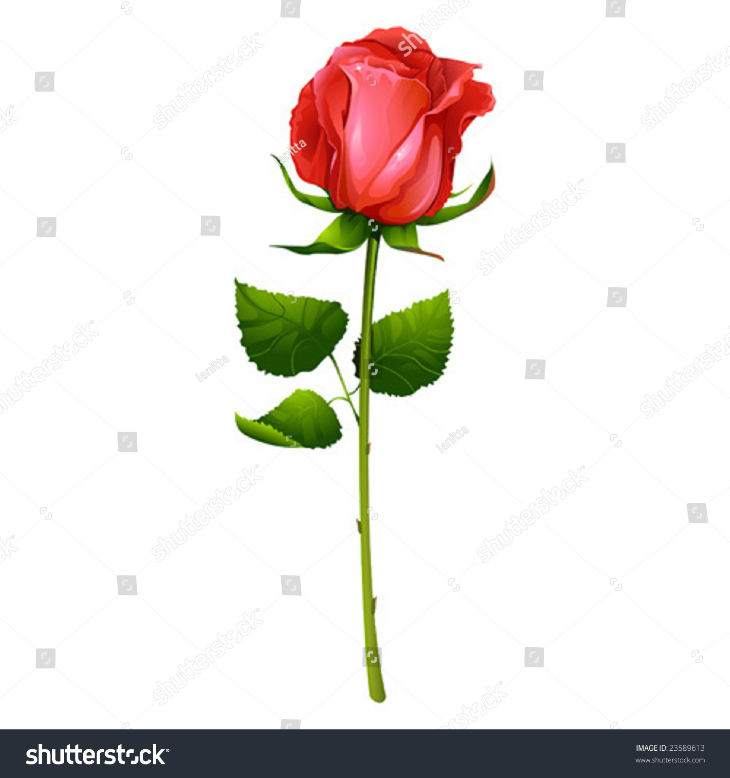 Beautiful Red Rose Vector Illustration Shutterstock