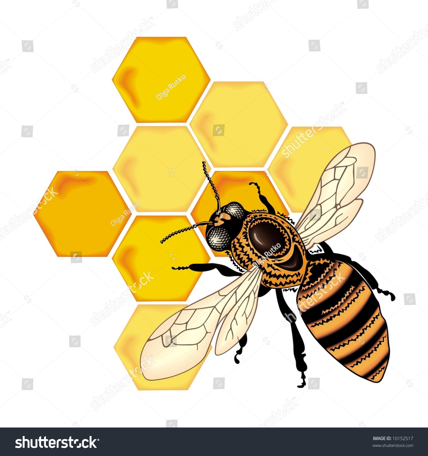 Bee Vector - 10152517 : Shutterstock