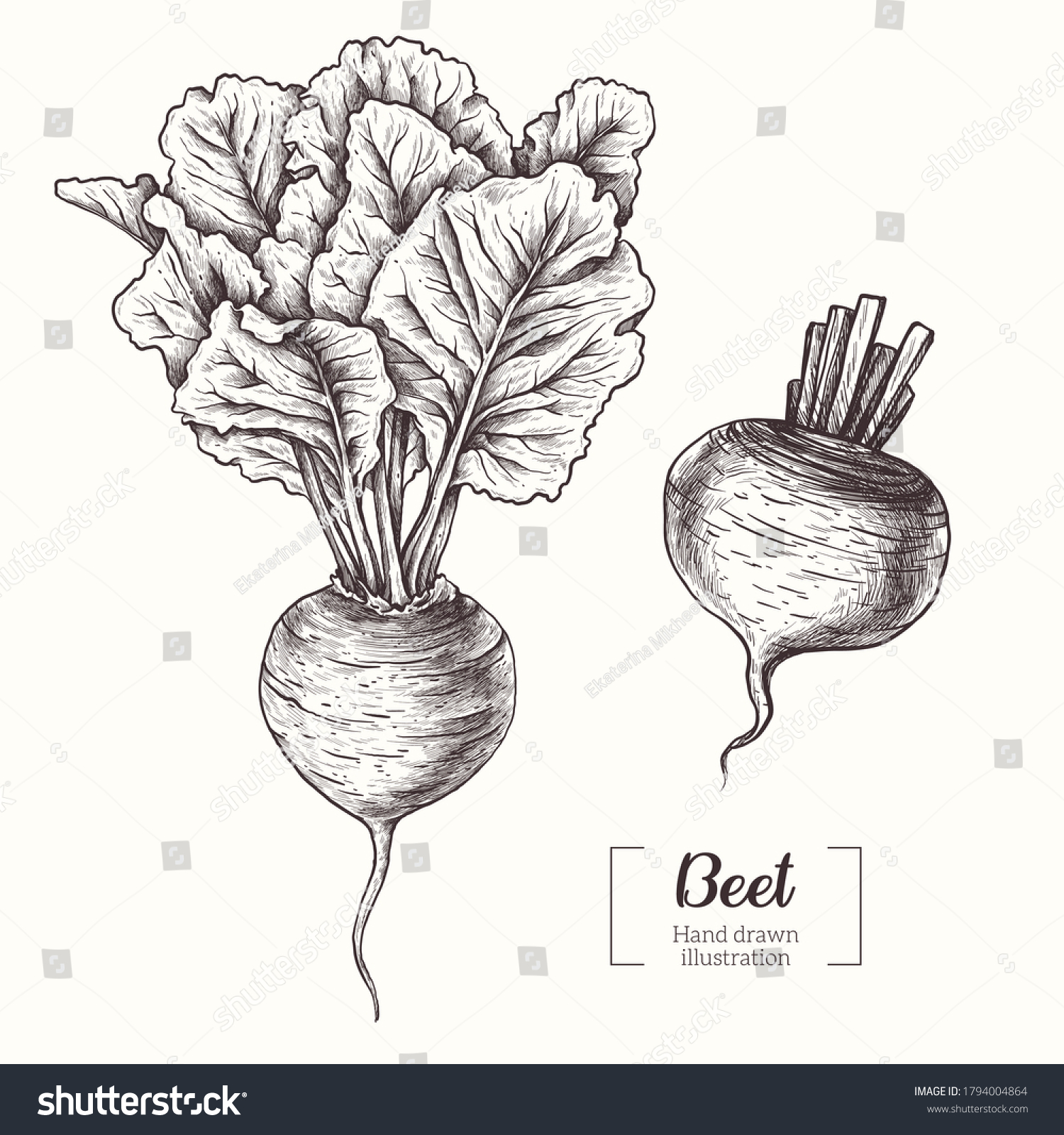 13 826 Drawing Beet Images Stock Photos Vectors Shutterstock