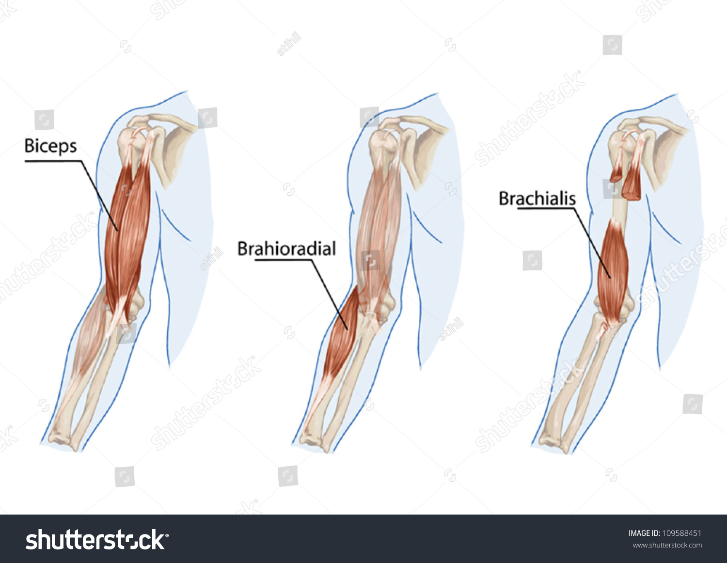 Biceps Brachii Brachioradial Brachialis Muscles Didactic Stock Vector