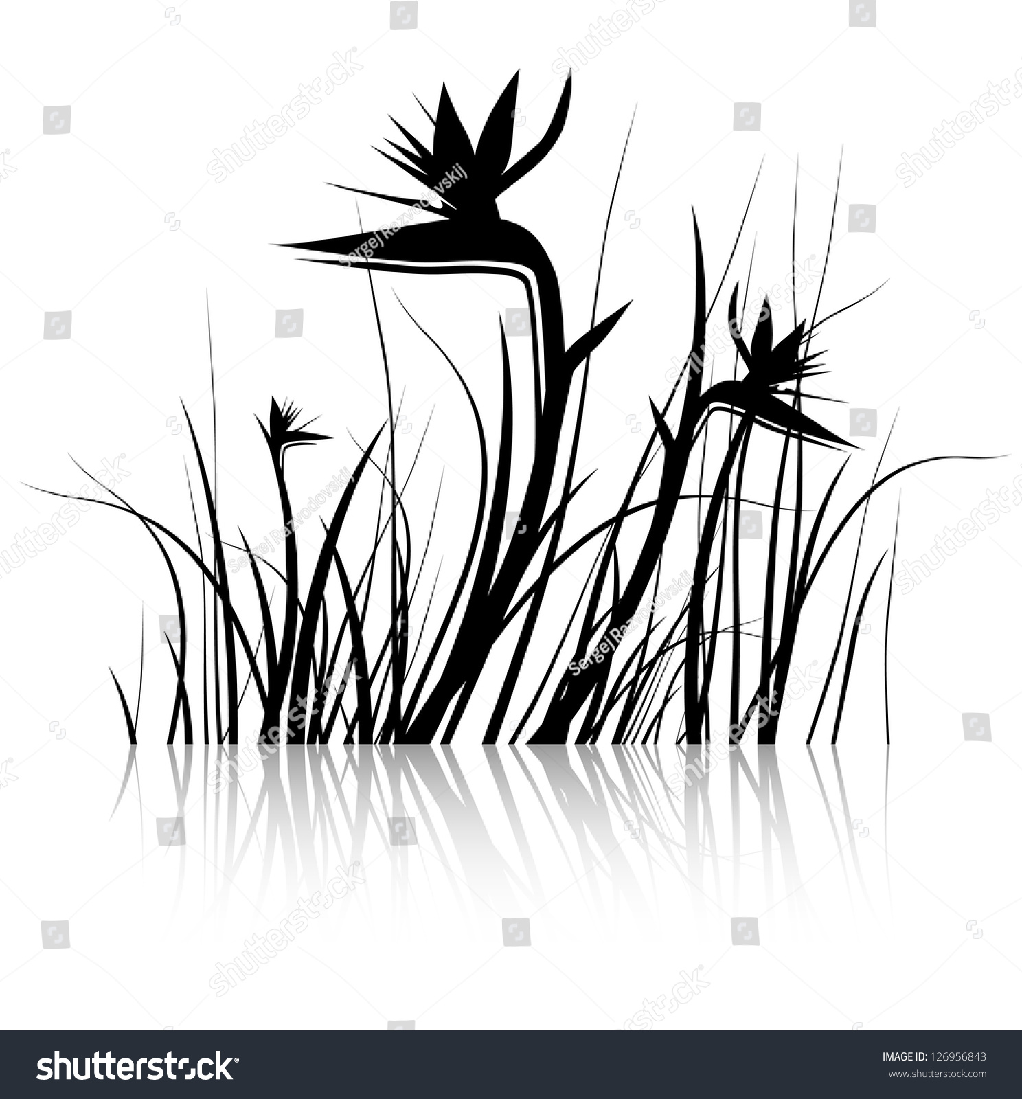 Bird Of Paradise Flower (Strelitzia) Silhouette In Black And White