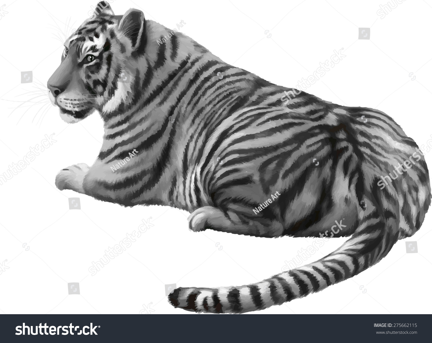 Black White Drawing Portrait Bengal Tiger Stock Vector 275662115