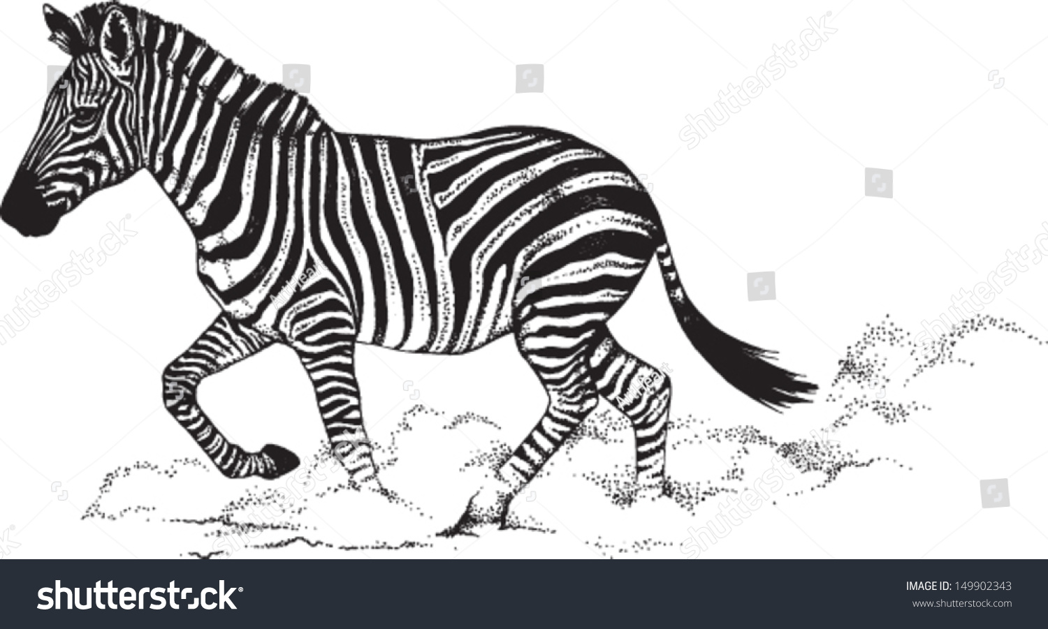 zebra running clipart - photo #40