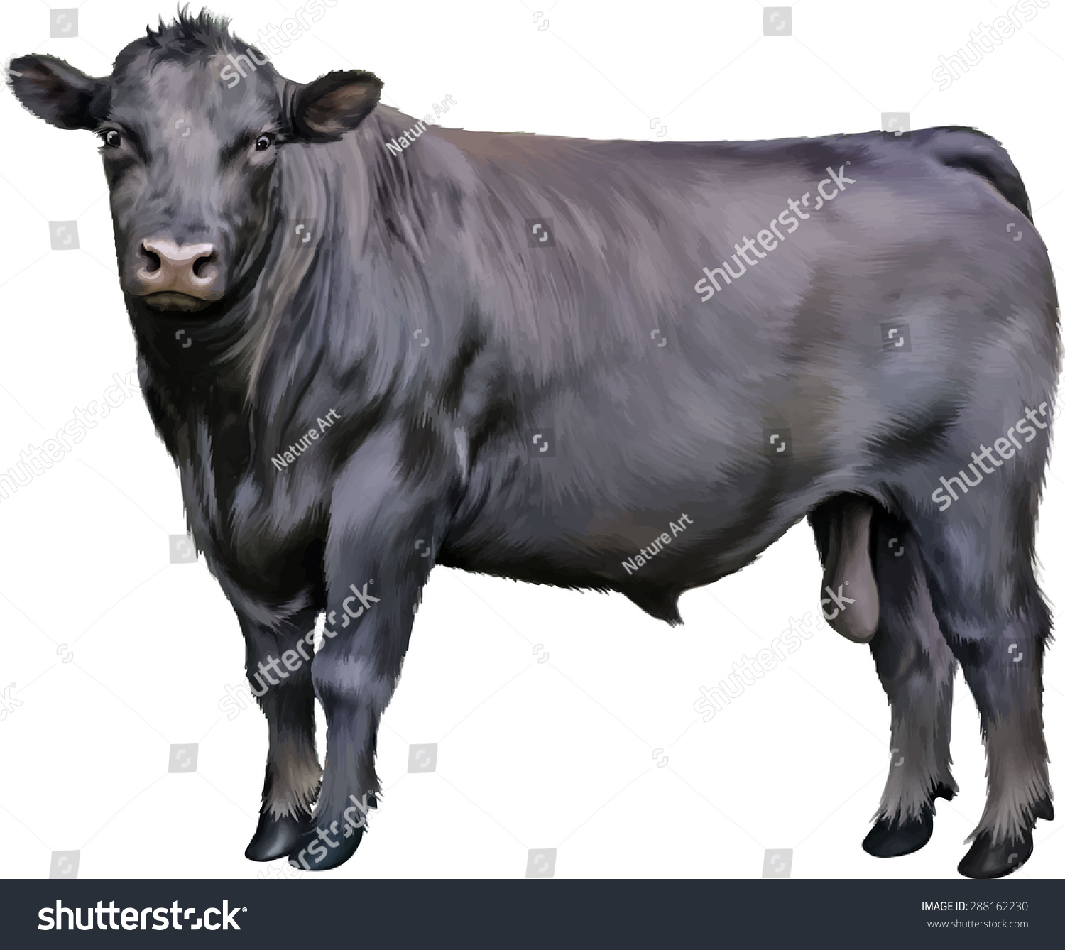 Black Bull Standing Isolated On White Stock Vector 288162230 - Shutterstock