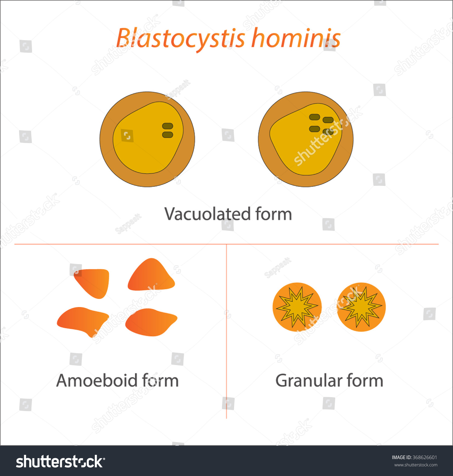 Blastocystis Hominis Parasitic Microscope Stock Vector 368626601 - Shutterstock1500 x 1575