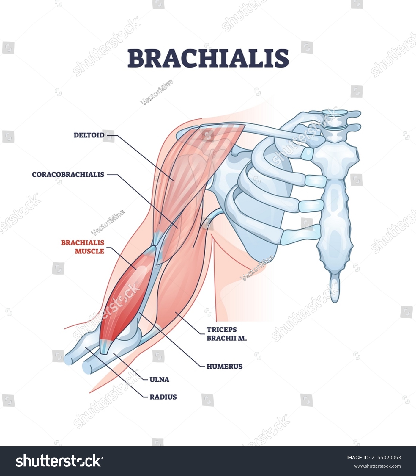 Brachialis Muscle Human Arm Shoulder Bone Stock Vector Royalty Free