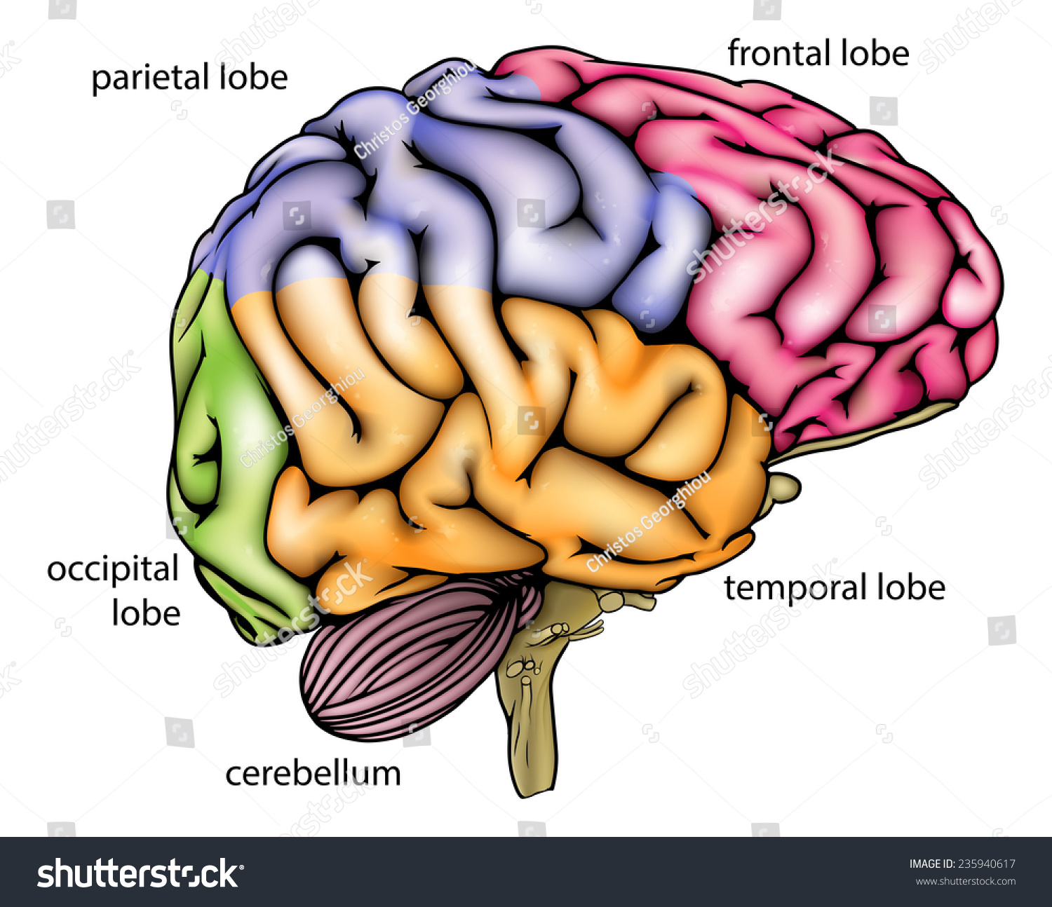 Vektor Stok Brain Anatomy Diagram Sectioned Different Colours Tanpa