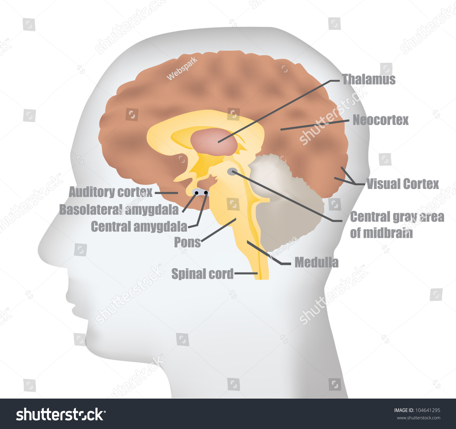 Brain Biology Stock Vector Illustration 104641295 : Shutterstock