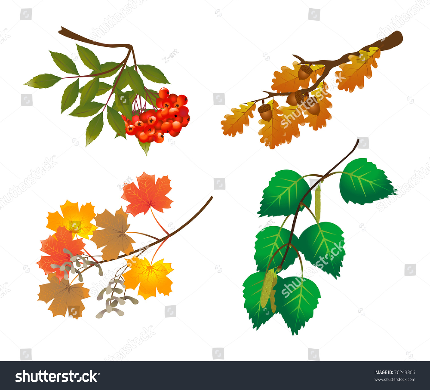 Branches Of Trees Stock Vector Illustration 76243306 : Shutterstock