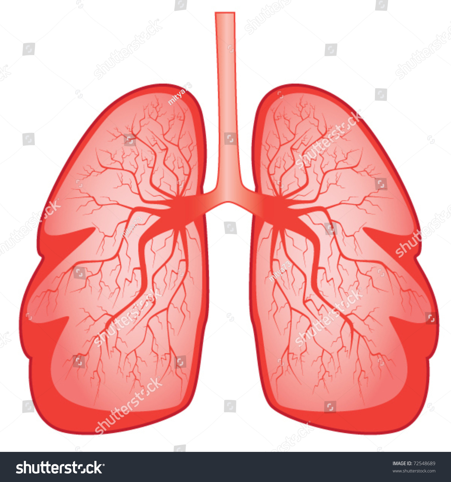 clipart human lungs - photo #24