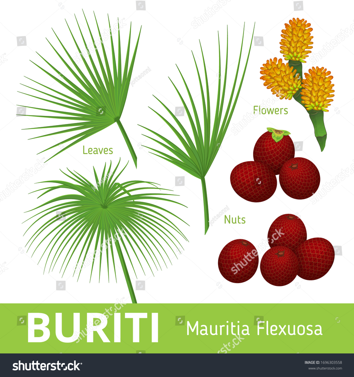 Buriti Mauritia Flexuosa Mauriti Palm Fruit Stock Vector Royalty Free