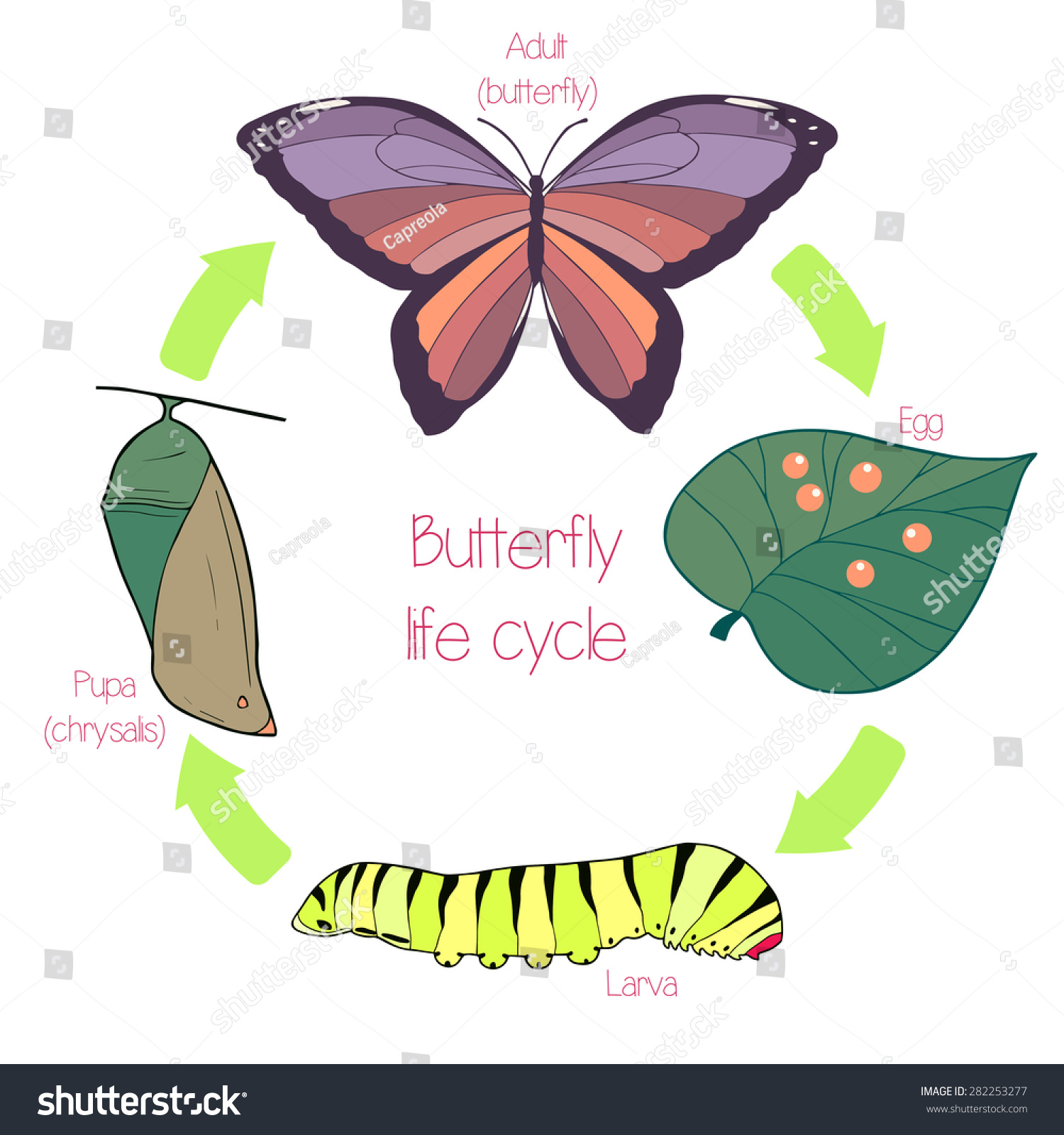 free clip art butterfly life cycle - photo #33