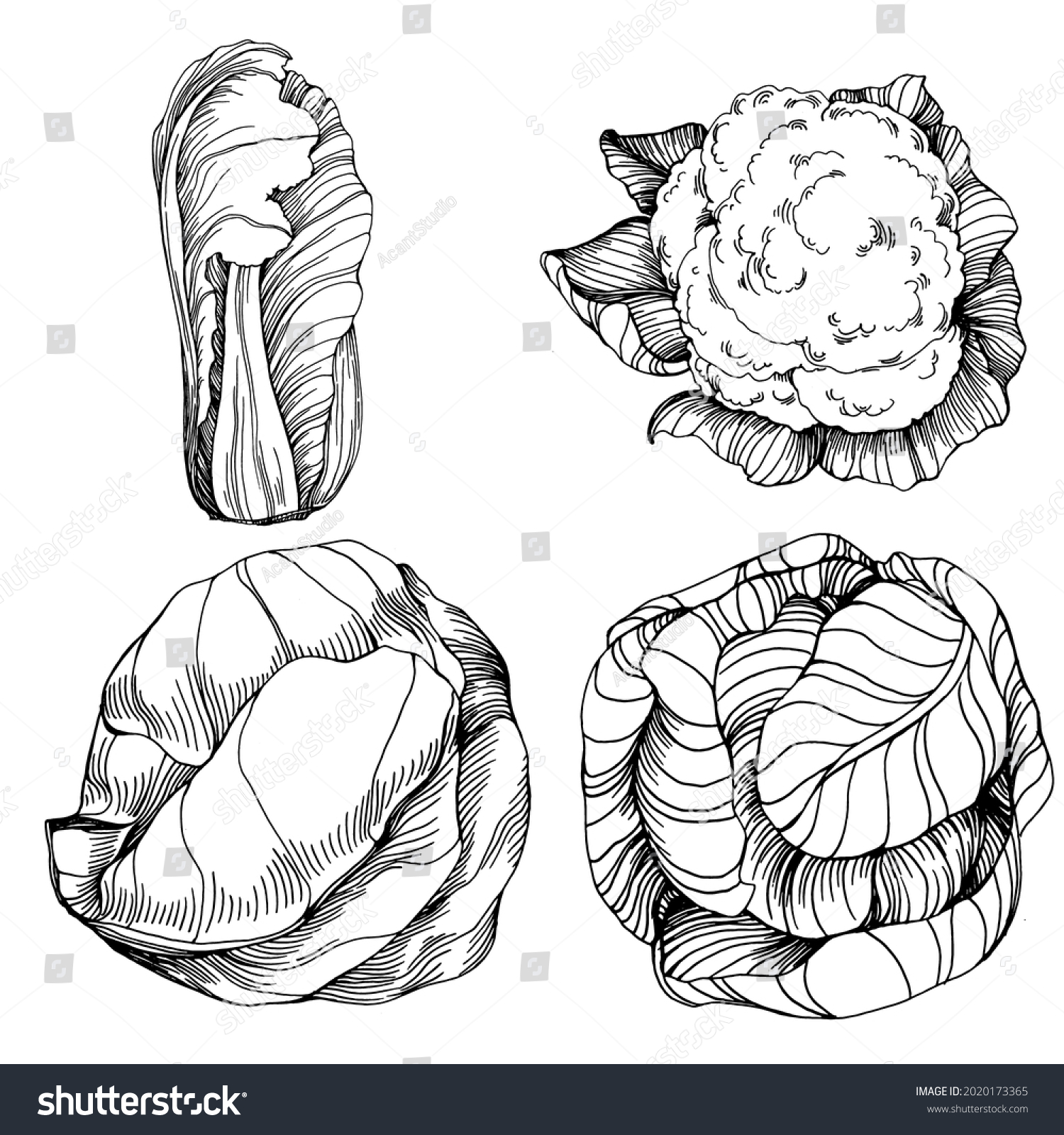 Cabbage Hand Drawing Sketch Vector Illustration Stock Vector Royalty