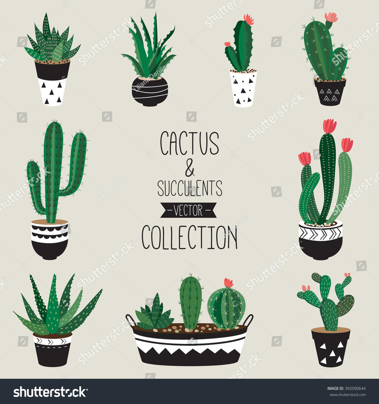 Cacti Succulents Vector Collection Set Nine Decorative Stock Vector 392090644 Shutterstock 0616