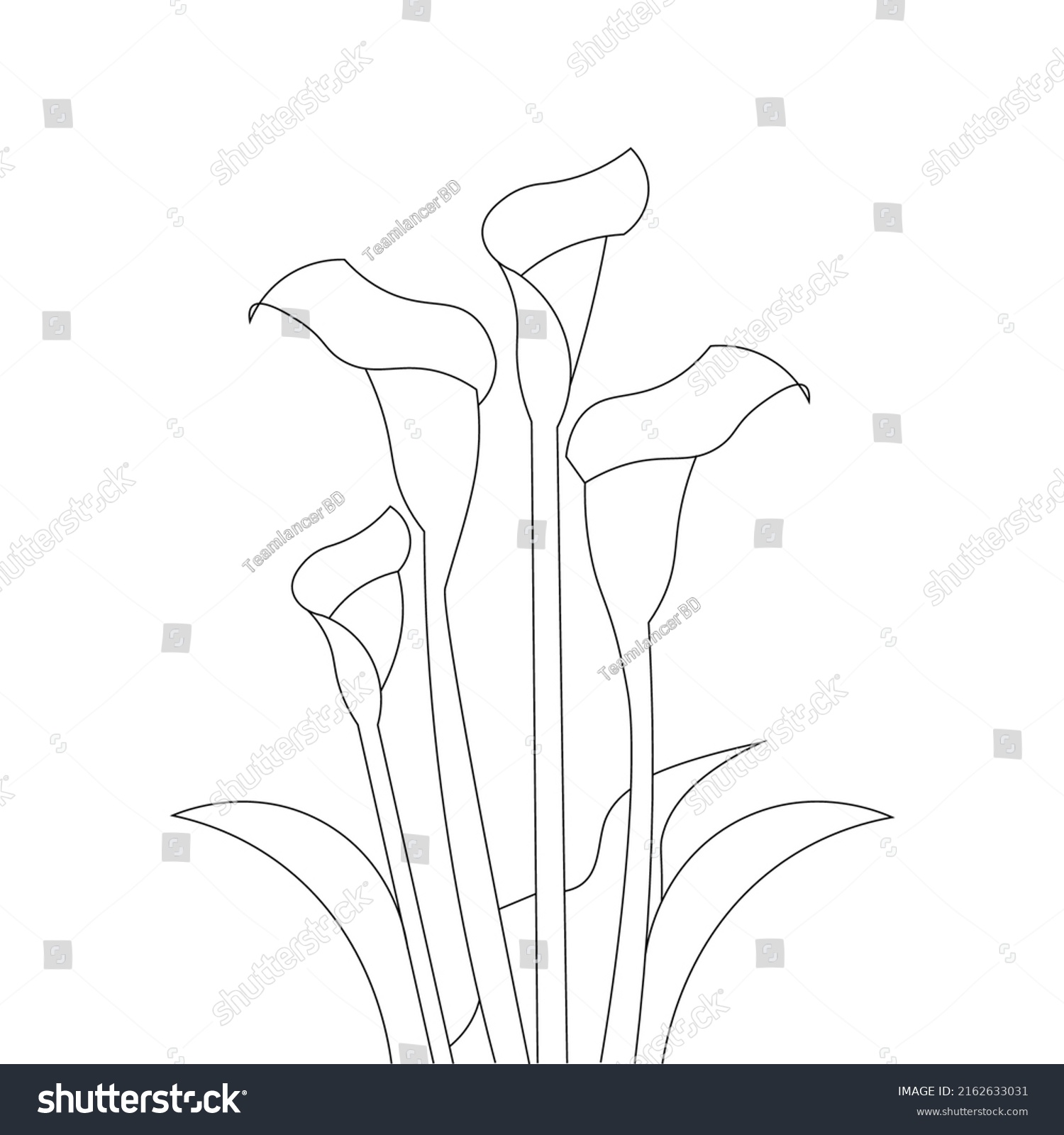 Calla Lily Flower Coloring Book Page Stock Vector Royalty Free