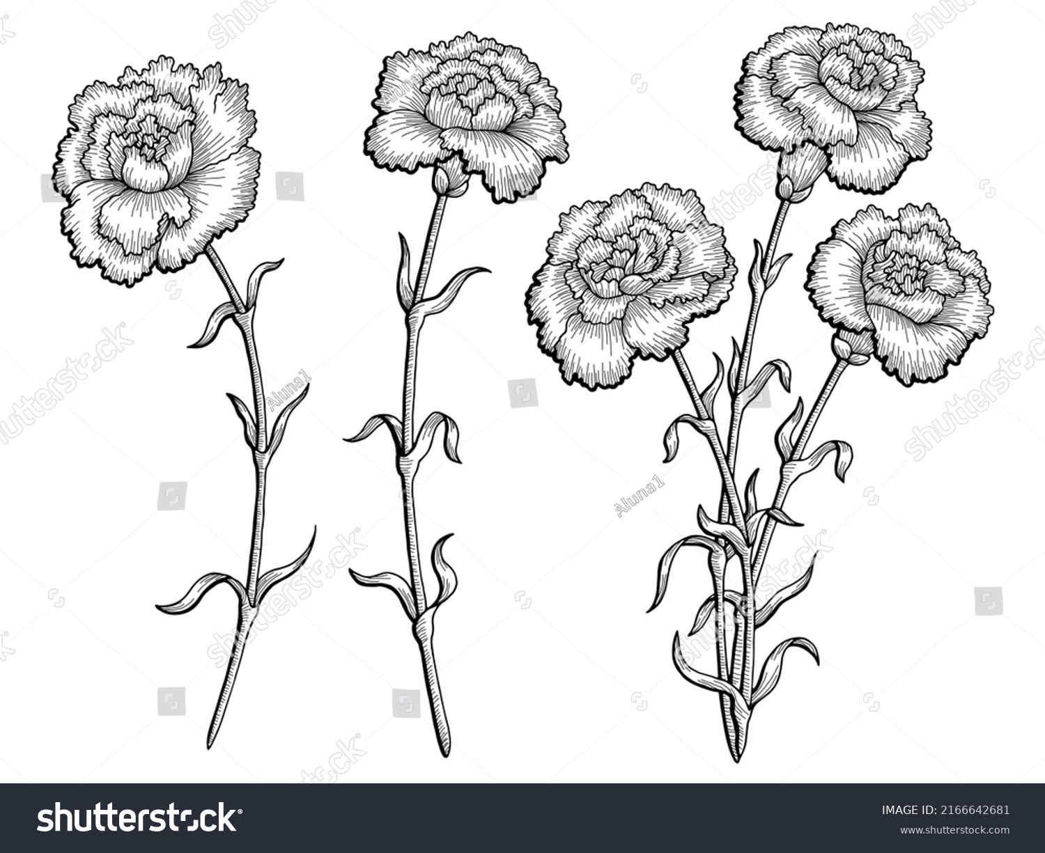 Carnation Flower Graphic Black White Isolated Stock Vector Royalty