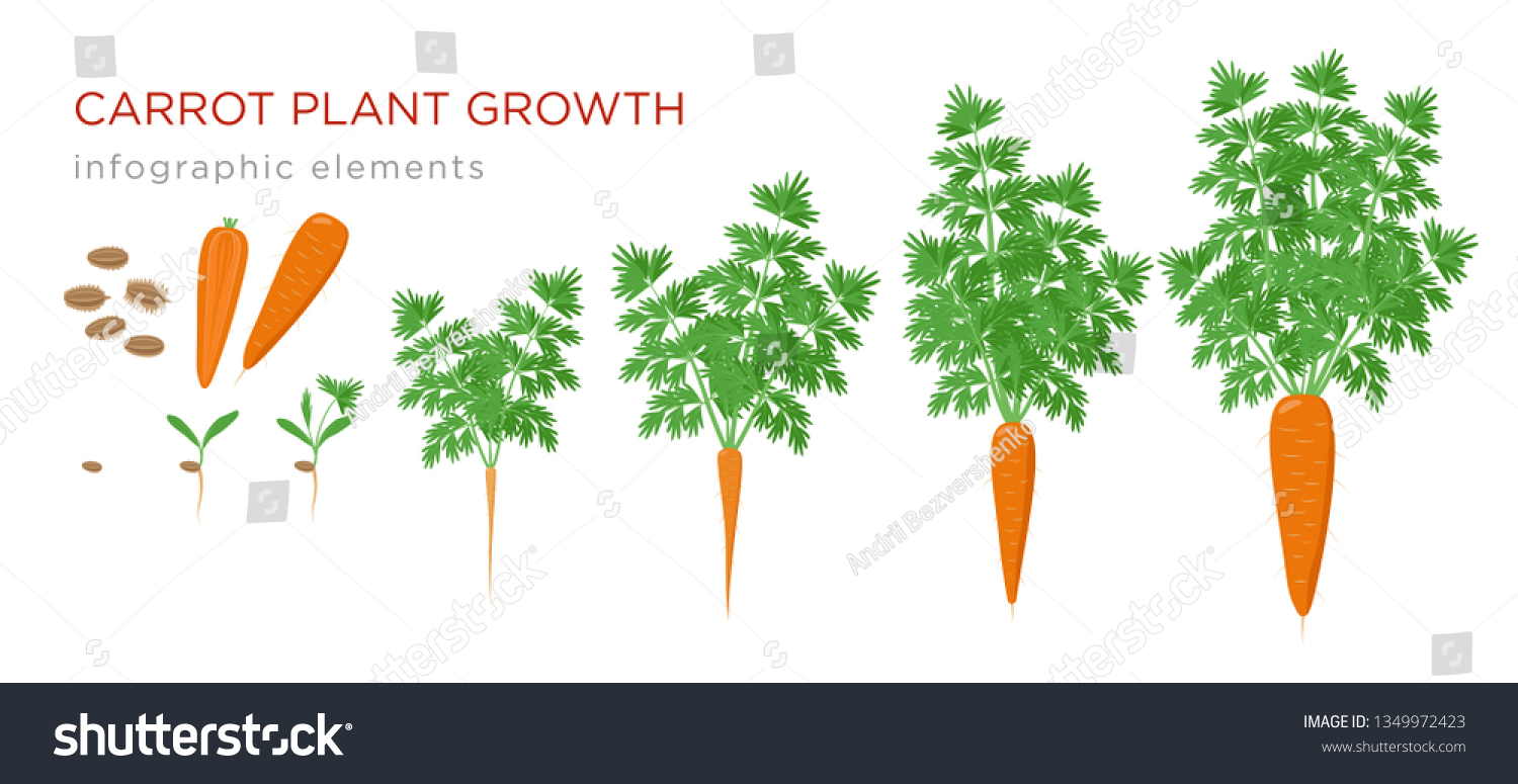 Carrot Plant Growth Stages Infographic Elements Stock Vector Royalty