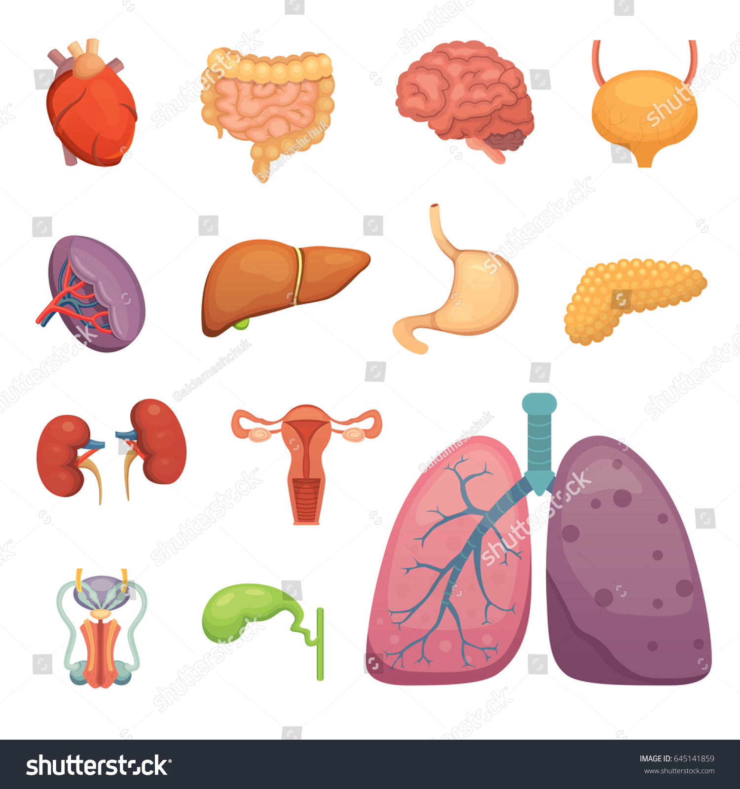 Cartoon Human Organs Set Anatomy Body Vector De Stock Libre De