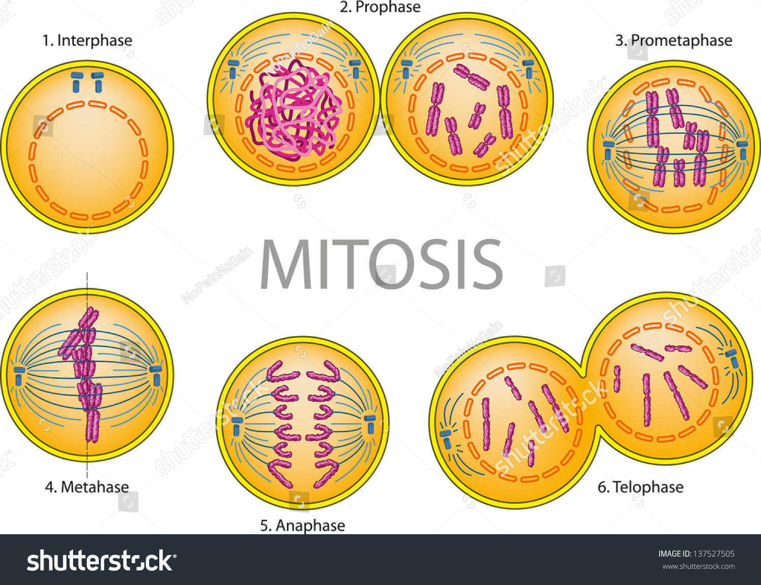 Cell Division Mitosis Stock Vector Illustration 137527505 Shutterstock 1205