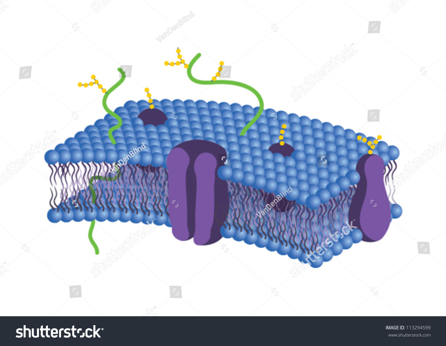 Cell Membrane Stock Vector 113294599 Shutterstock