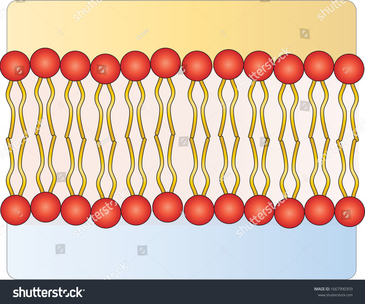 Cell Membrane Phospholipid Structure Vector Stock Vector Royalty Free