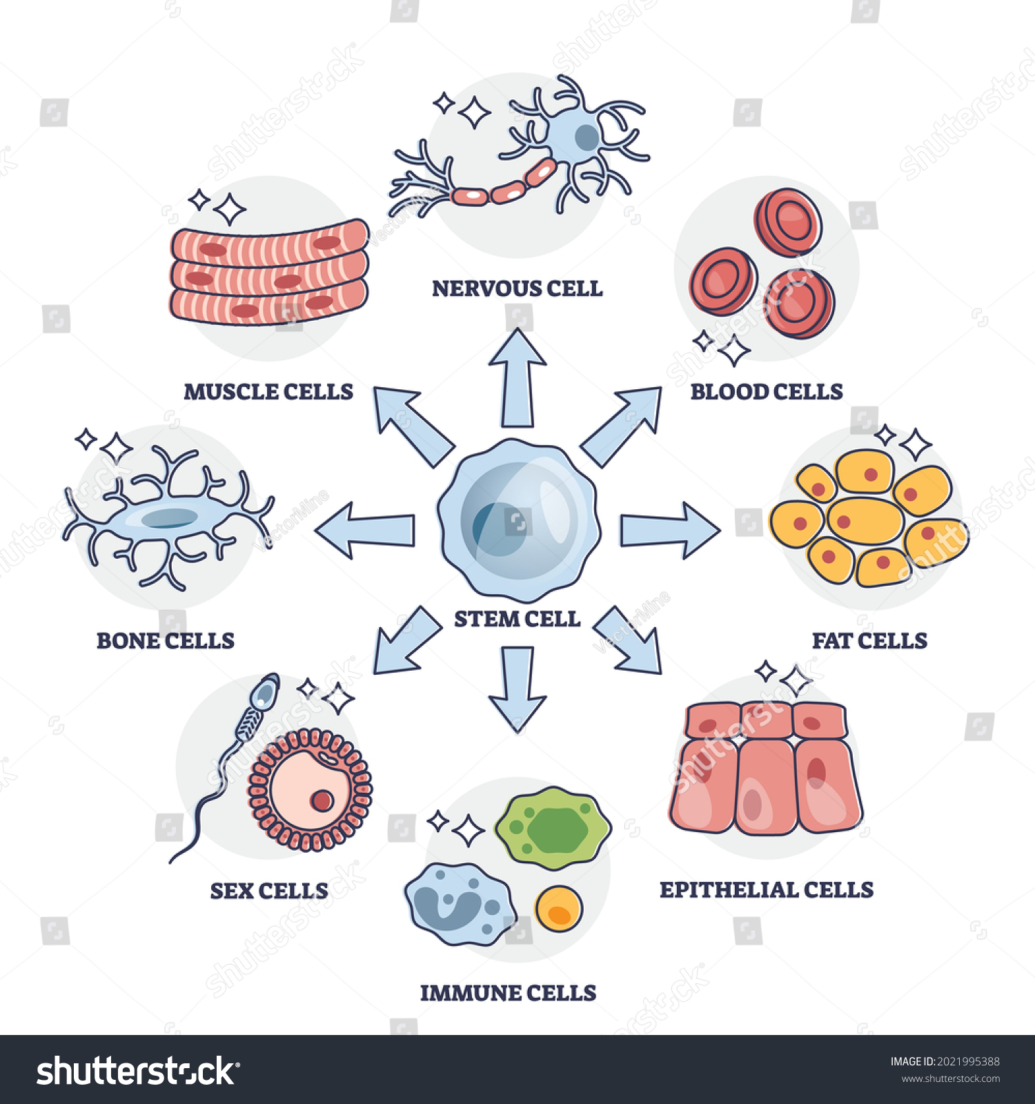 Cellular Differentiation Process Stem Cell Type Stock Vector Royalty