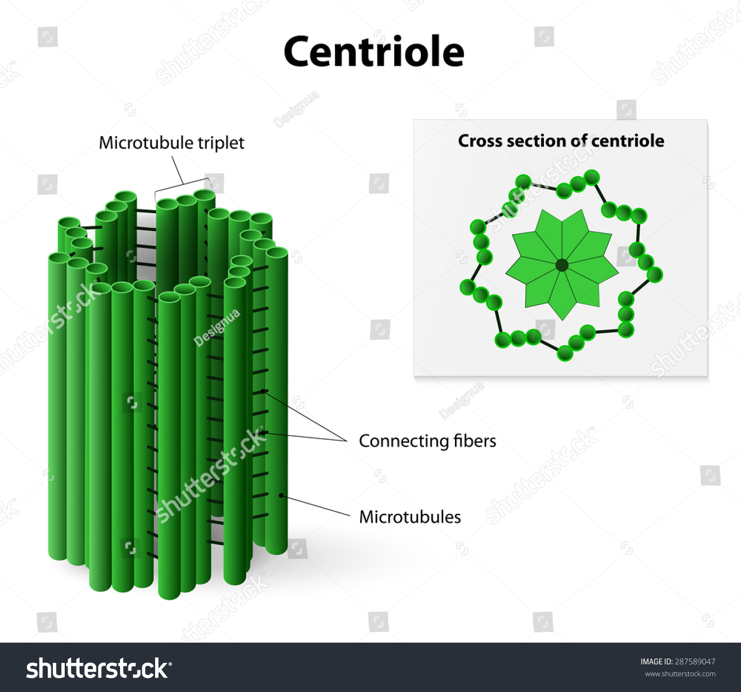 Centriole. Diagrams Of Showing Arrangement Of Microtubules, Cross