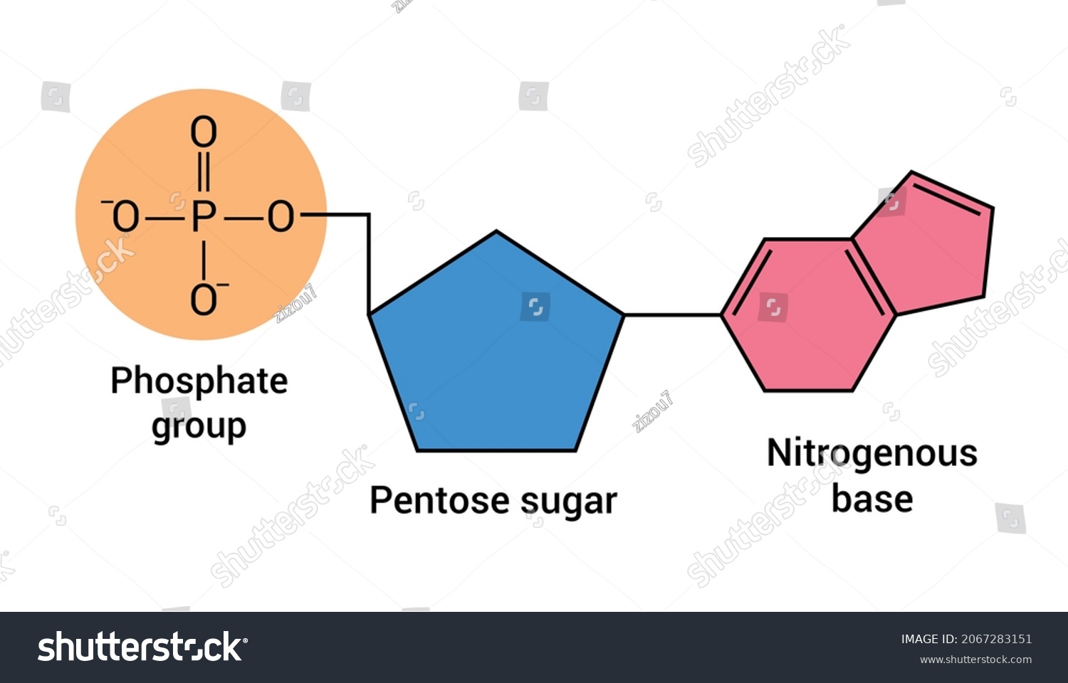 Chemical Structure Dna Nucleotide Stock Vector Royalty Free