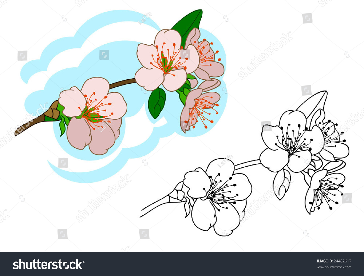 Cherry Tree Branch In Bloom Stock Vector Illustration 24482617