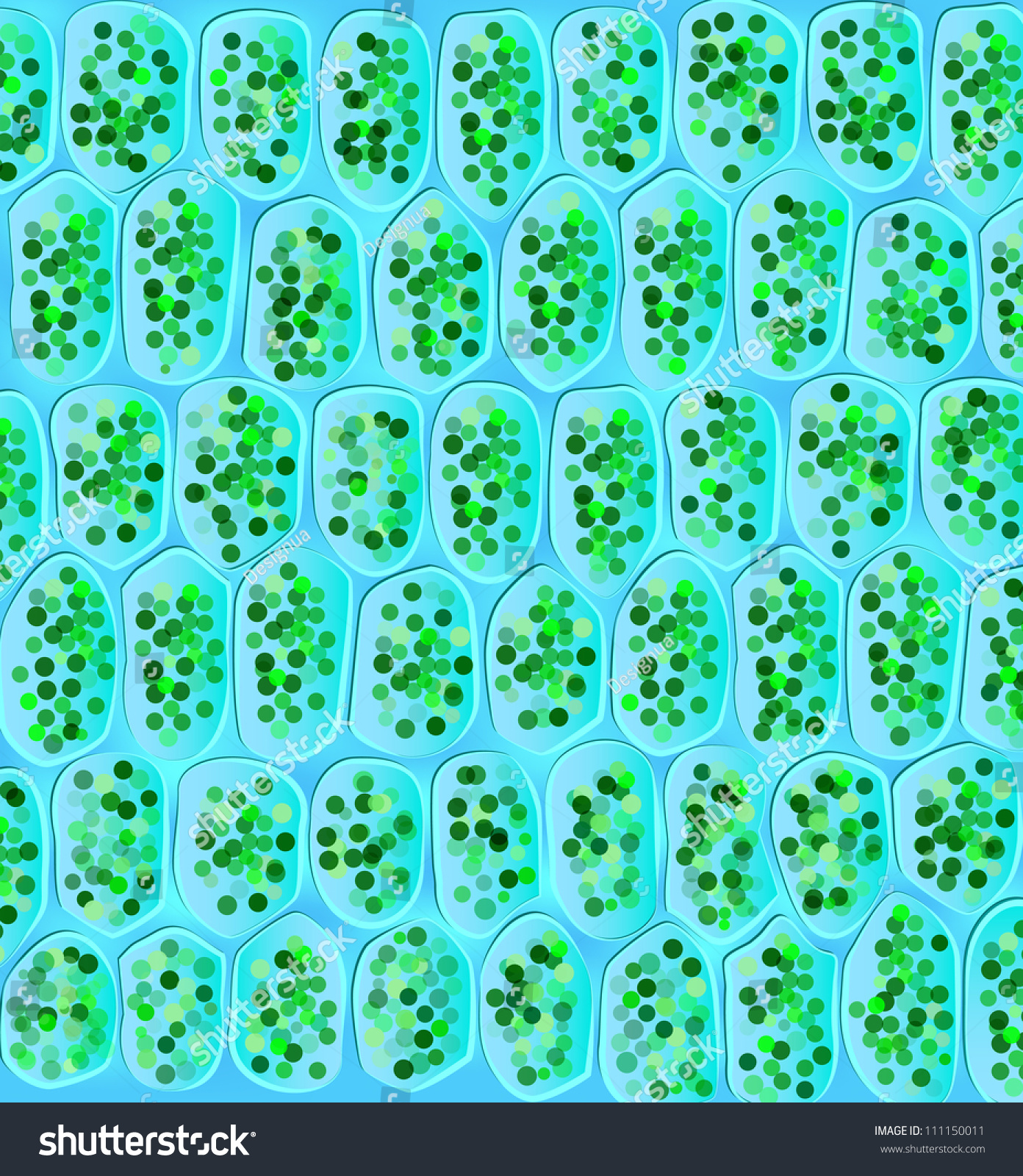 Chloroplasts Are Organelles Found In Plant Cells And Other