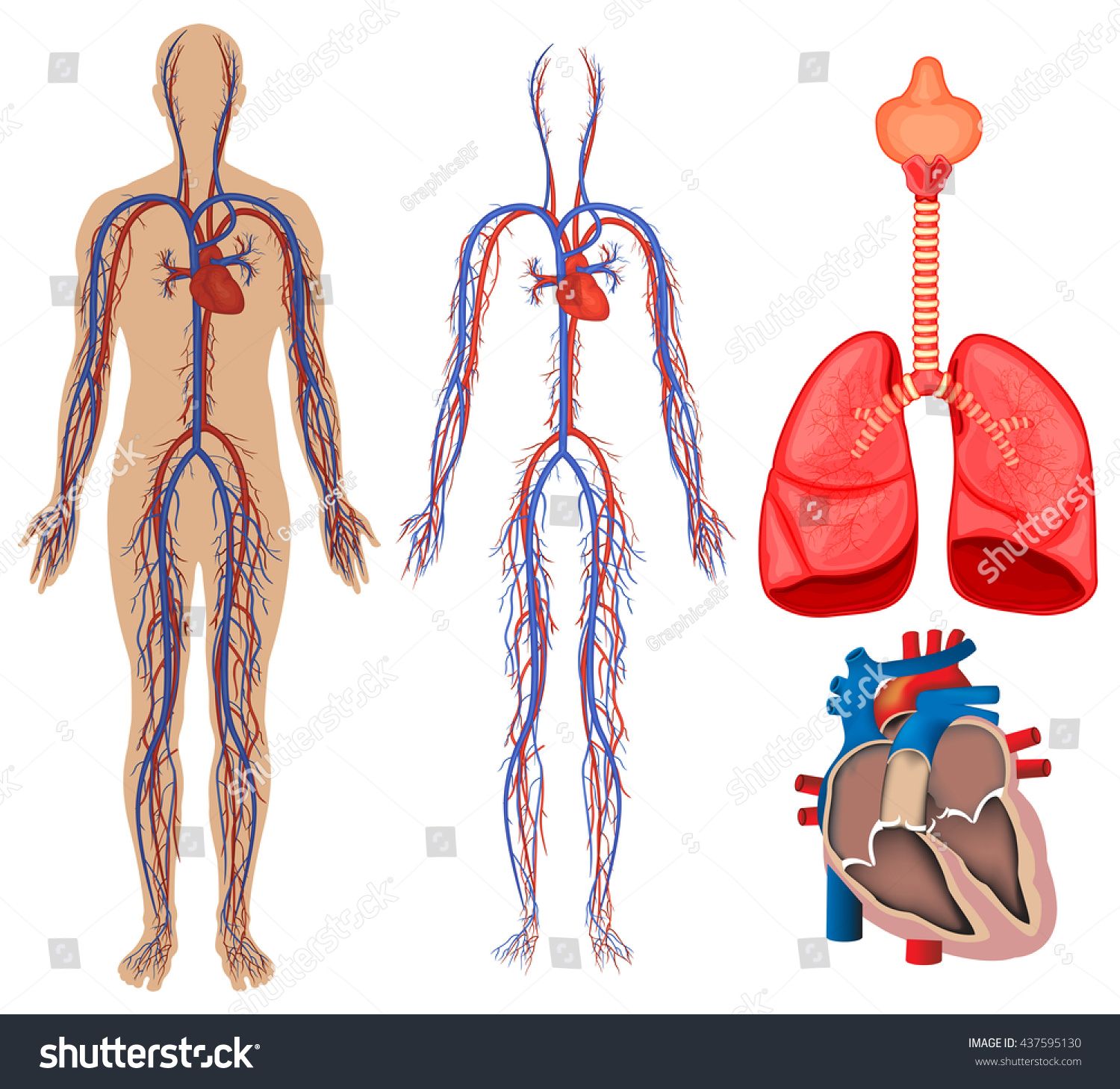 Circulatory System Human Body Illustration Stock Vector Shutterstock