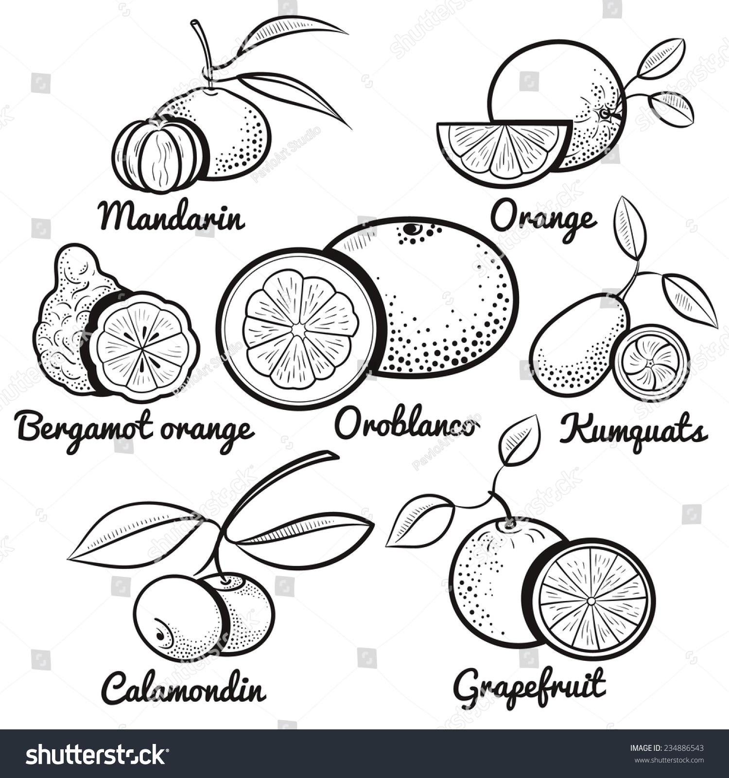 Citrus Fruit Set Outline Vector Illustration Stock Vector 234886543