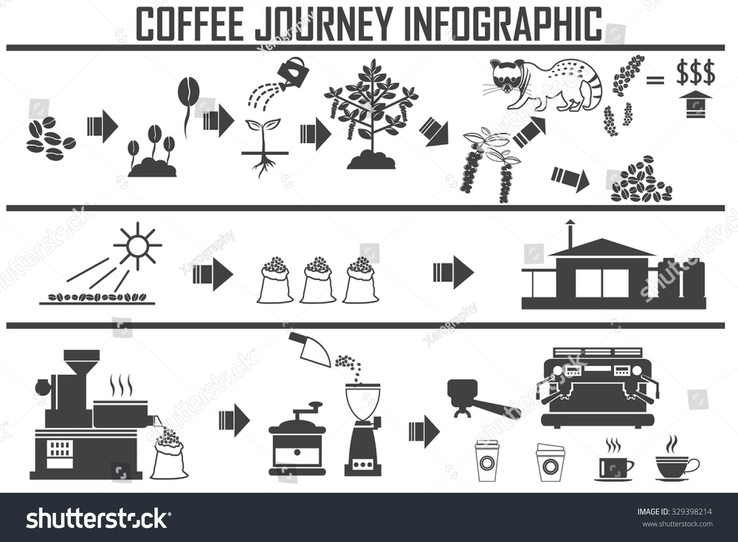 Coffee infographic flat vector illustration Preparation coffee beans Coffee infographic flat vector illustration Preparation coffee beans