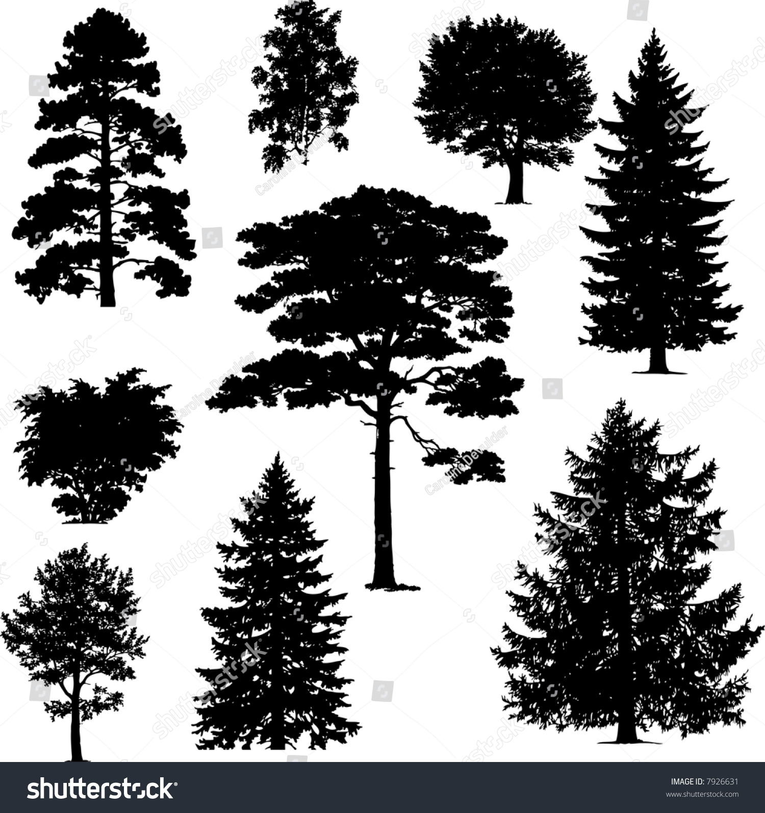 Collection Of Pine Trees Stock Vector Illustration 7926631 : Shutterstock
