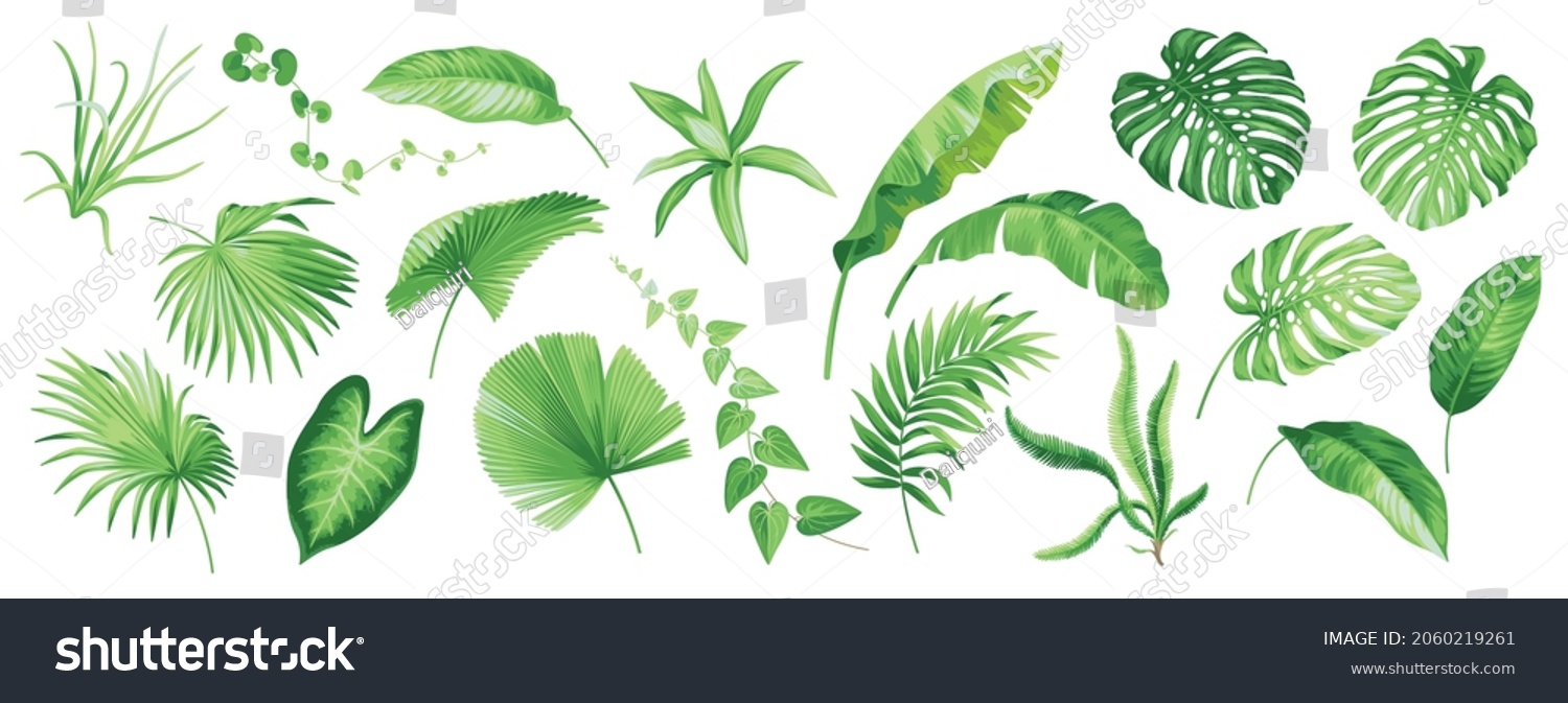 Collection Tropical Leaves Monstera Banana Palm Stock Vector Royalty