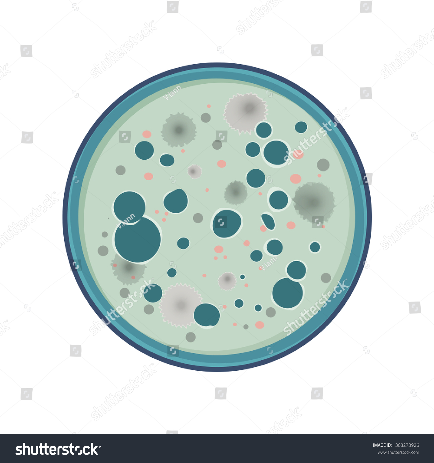 Colony Bacteria Fungus Growth Petry Dish Stock Vector Royalty Free