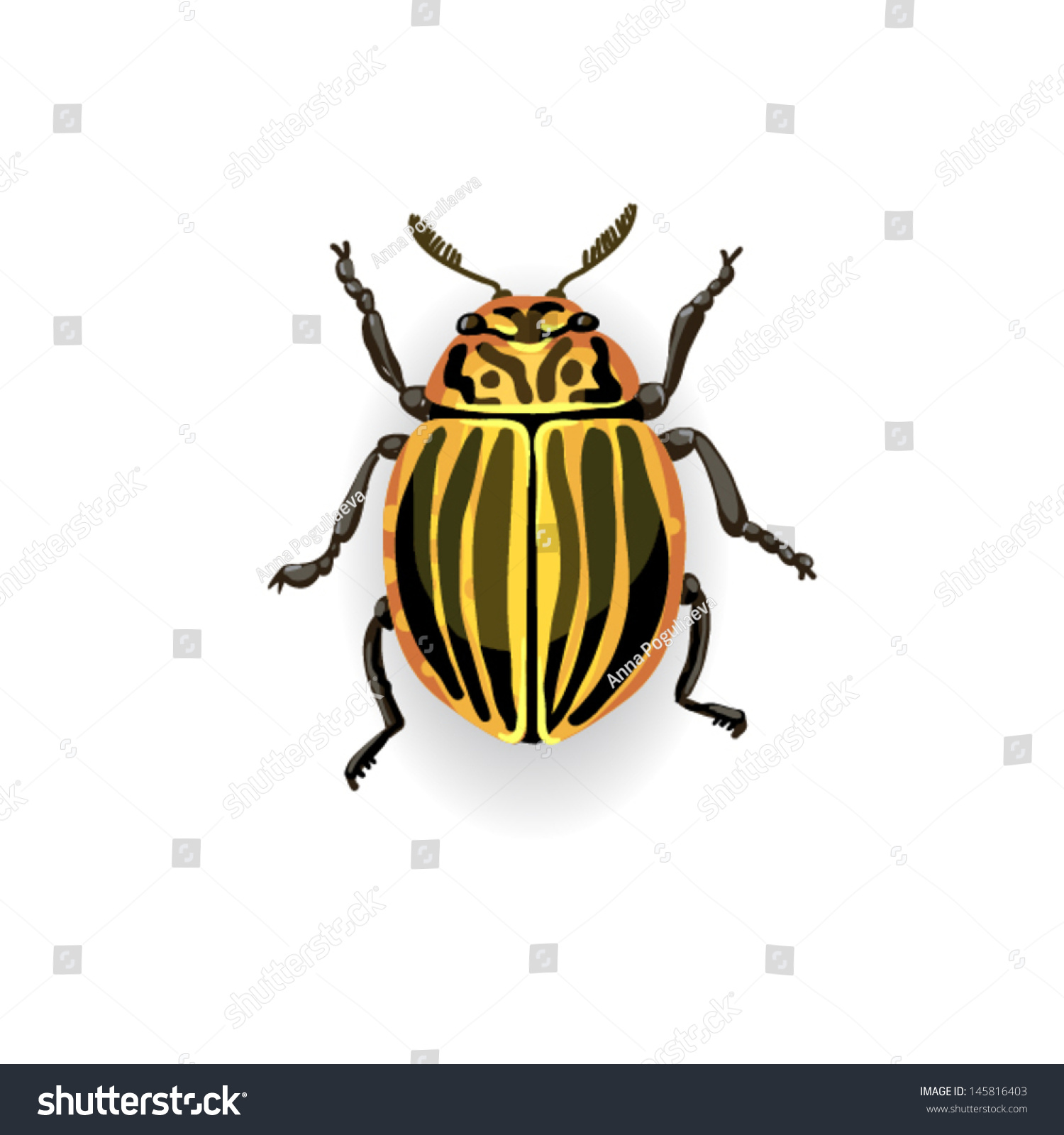 porno seach engin striped potato beetle