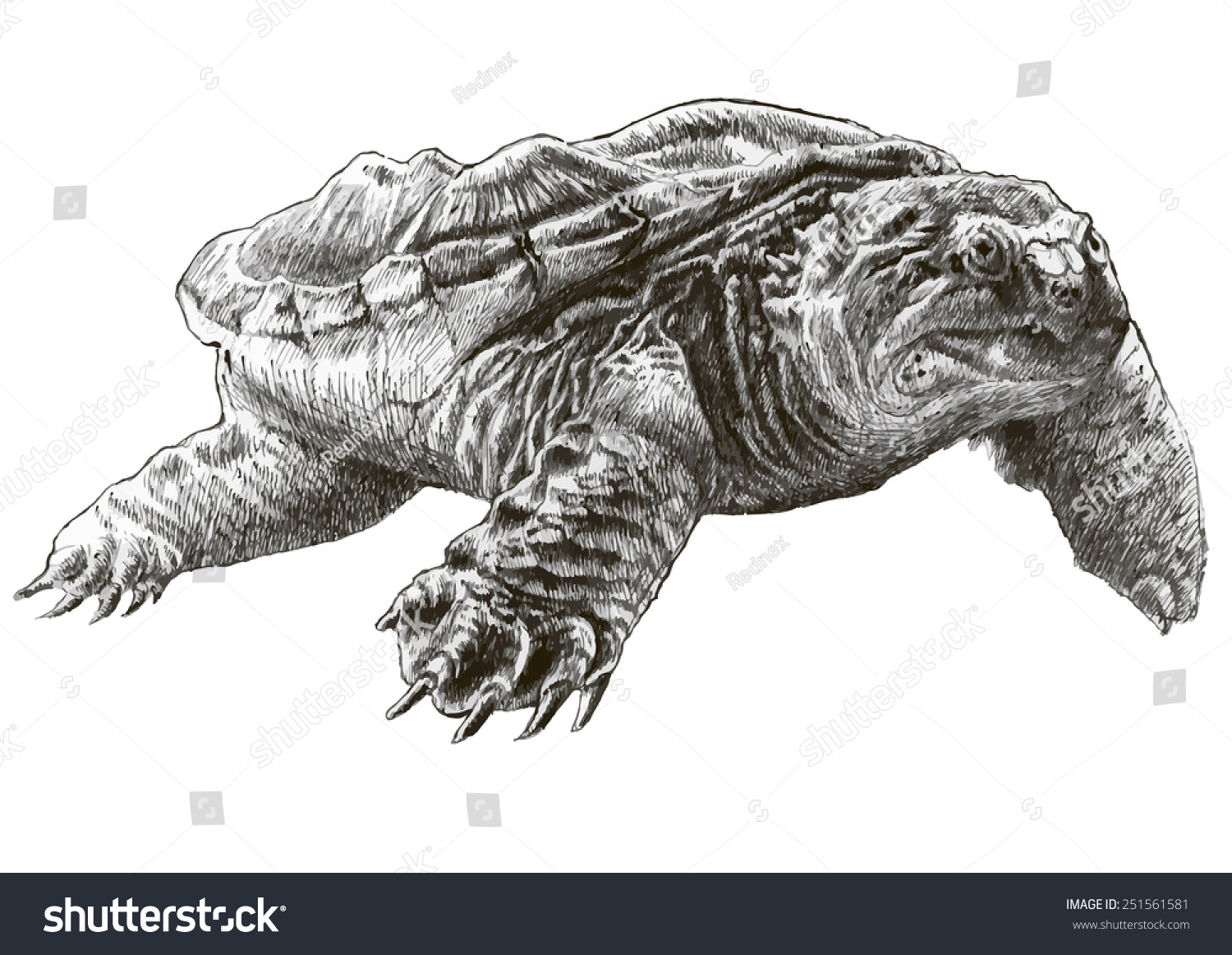 Common Snapping Turtle Hand Drawn Stock Vector 251561581 Shutterstock