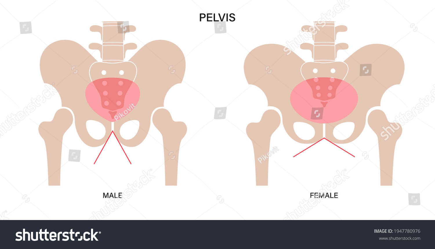 Pubis Stock Illustrations Images Vectors Shutterstock