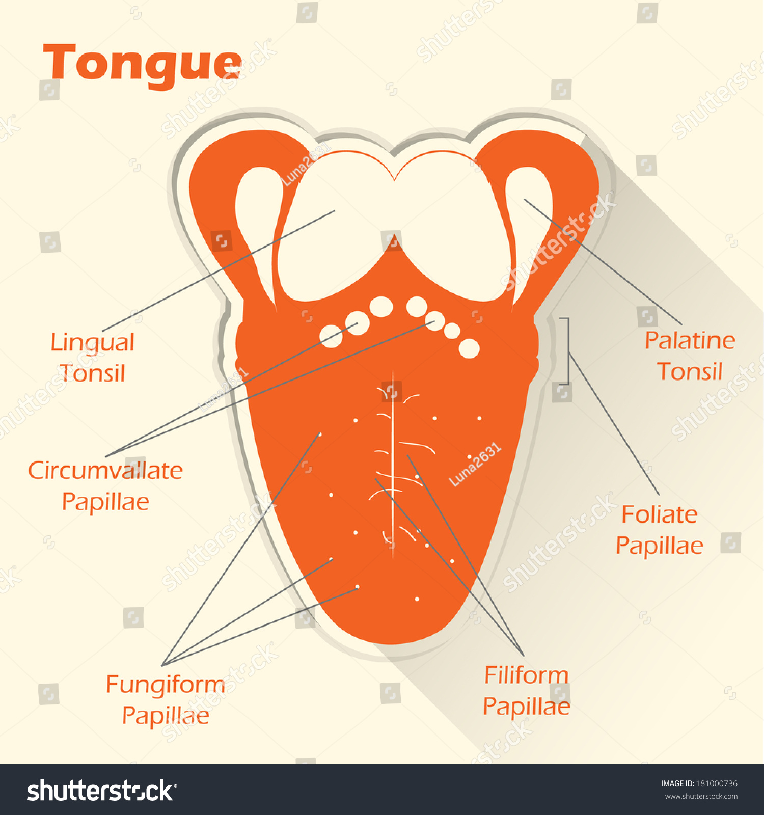 Conceptual Flat Style Illustration Anatomy Of The Human Tongue