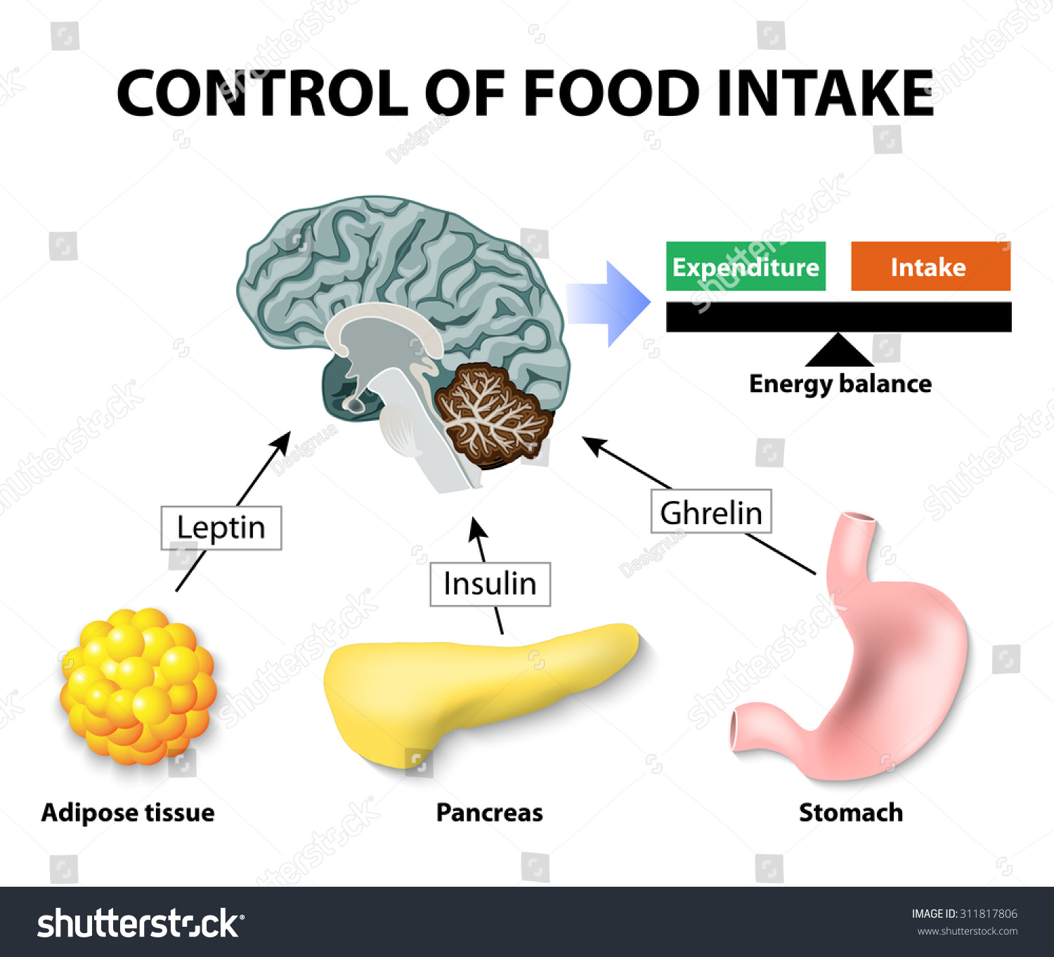 control-of-food-intake-human-hormones-leptin-insulin-and-ghrelin-stock-vector-illustration