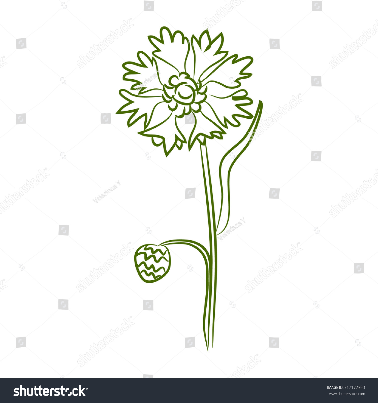 Cornflower Vector Drawing Isolated Illustration Wild