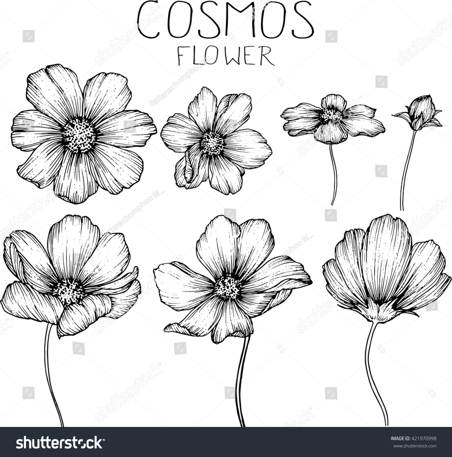 Cosmos Flowers Drawings Vector 421970998 Shutterstock