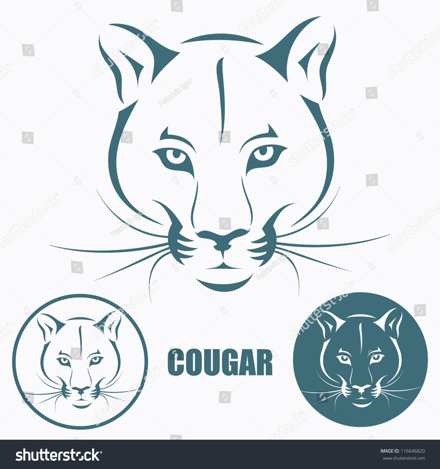 Cougar Head - Vector Illustration - 116646820 : Shutterstock