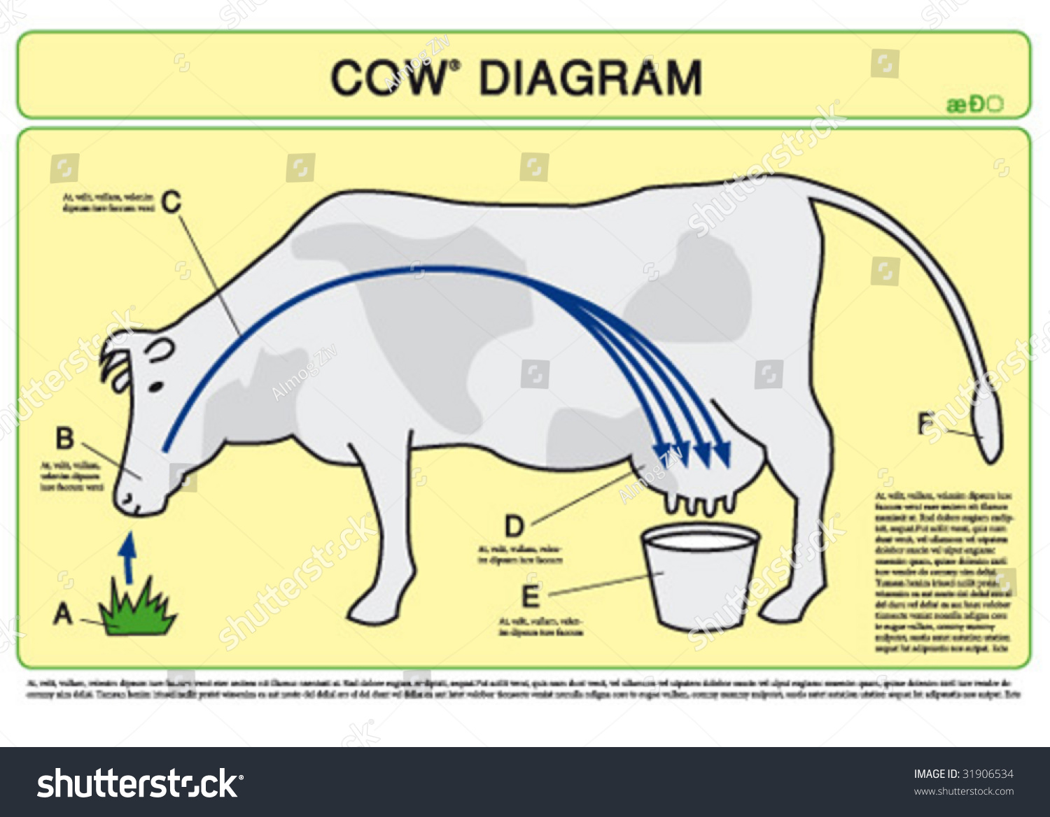 Cow Diagram Stock Vector Illustration 31906534 : Shutterstock