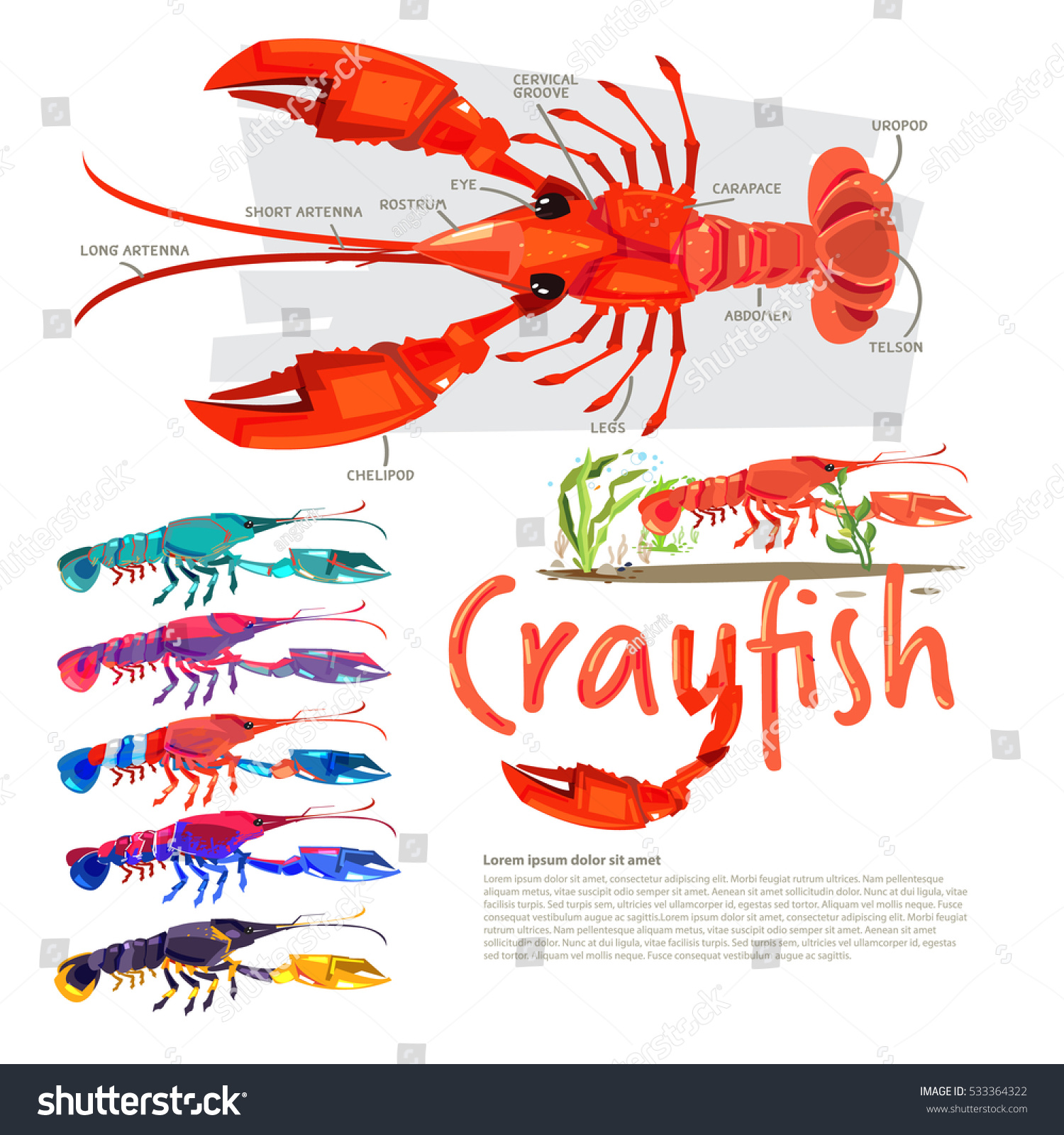 Crayfish With Information. Infographic Style. Separate Color With